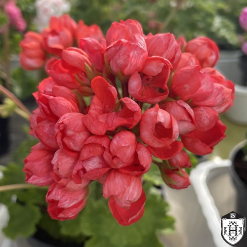 Pelargonium 'Pandora' - Pelargoon 'Pandora' P9/0,55L